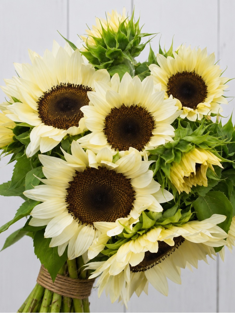 Cream Sunflower Bouquet - Floral Home Accent